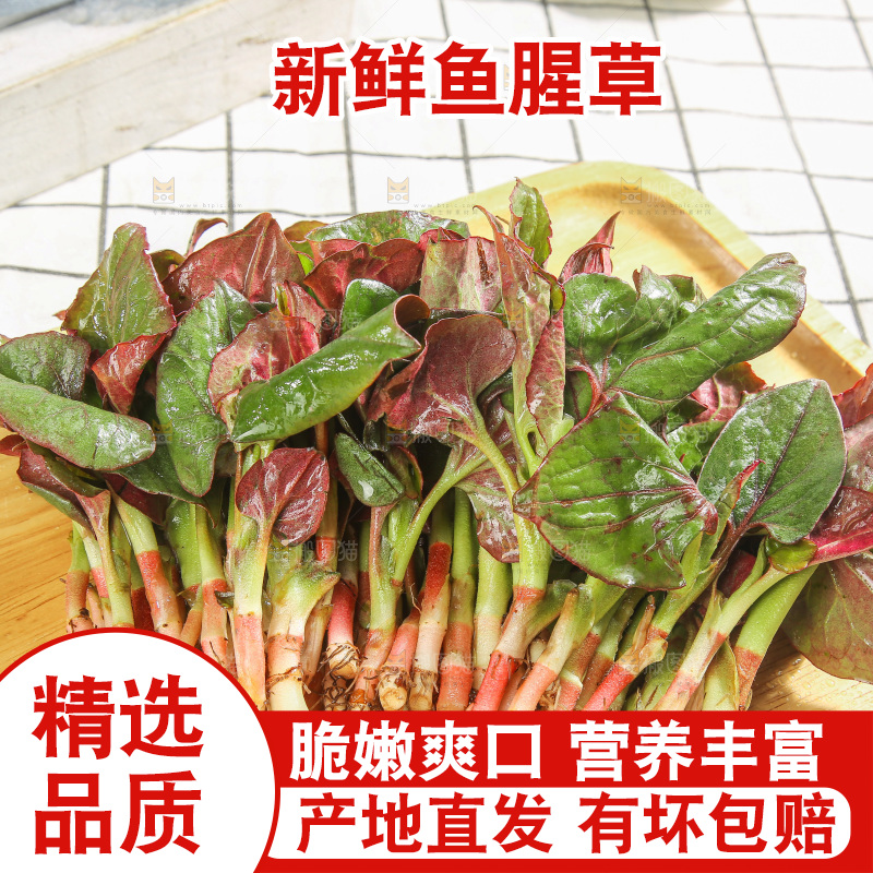 浅底上的鱼腥草