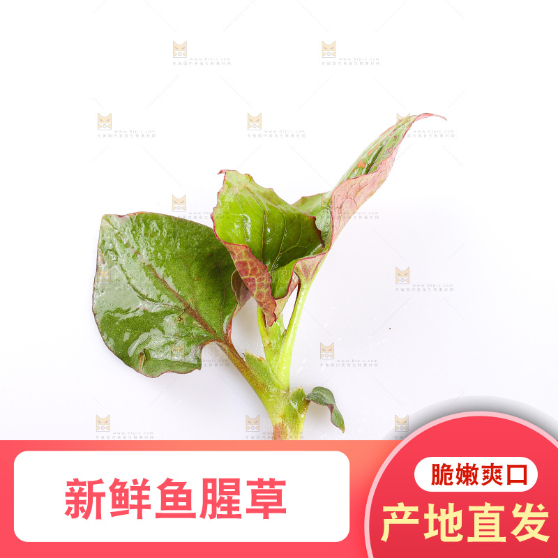 白底上的鱼腥草叶