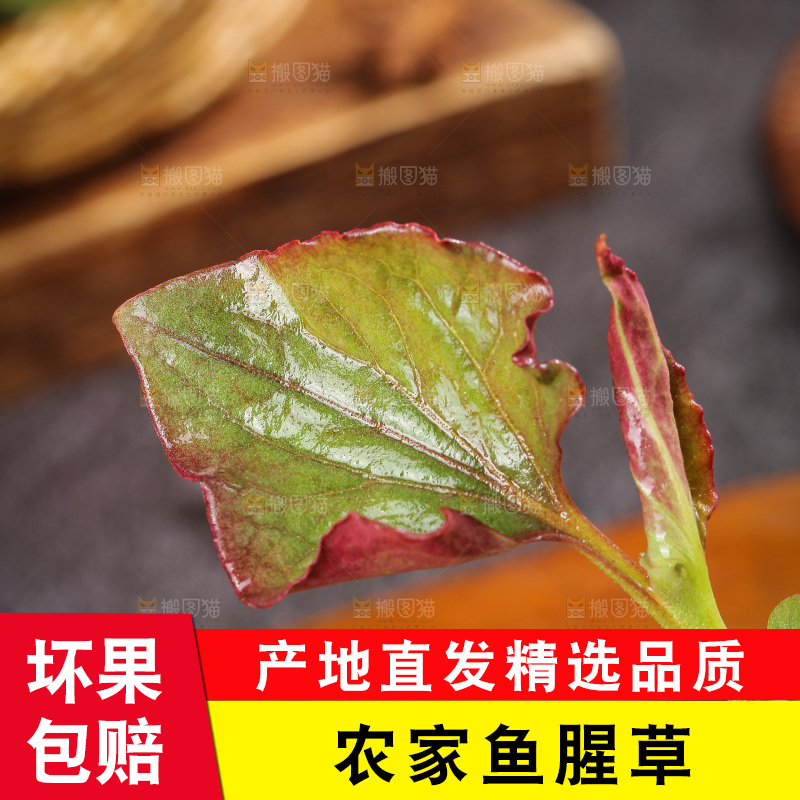 深底上的鱼腥草叶