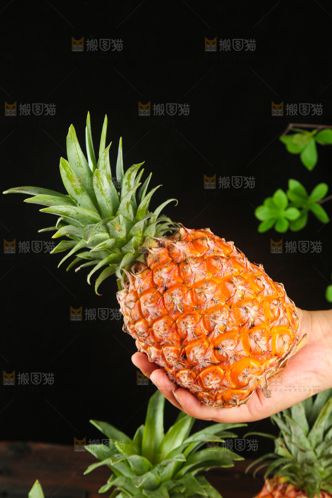 深底上的金钻凤梨
