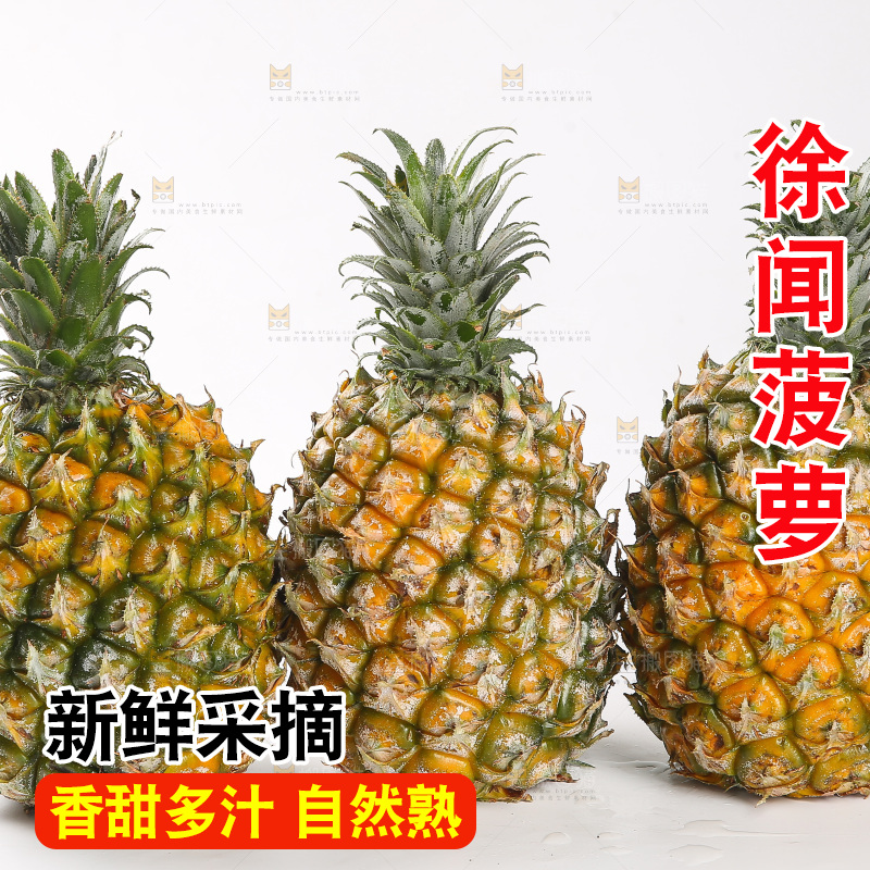 白底上的徐闻菠萝