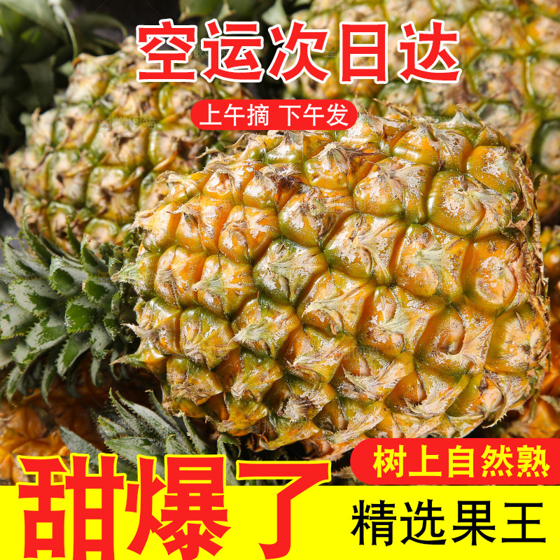 深底上的徐闻菠萝