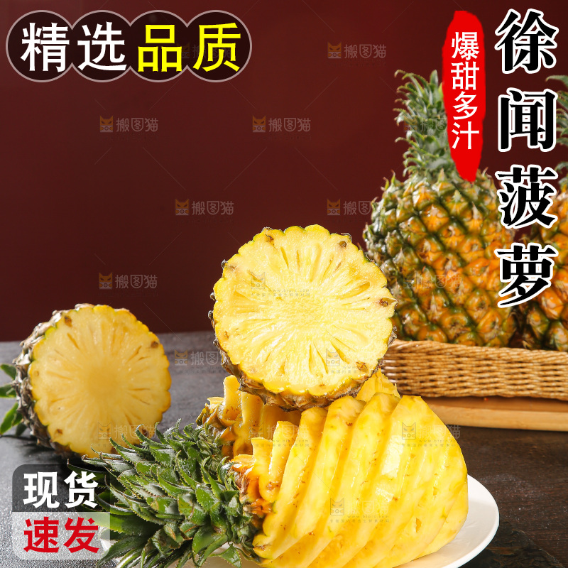 深底上的徐闻菠萝