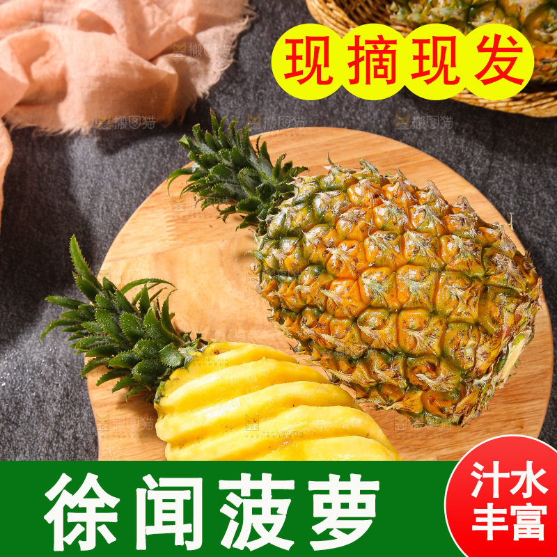 深底上的徐闻菠萝