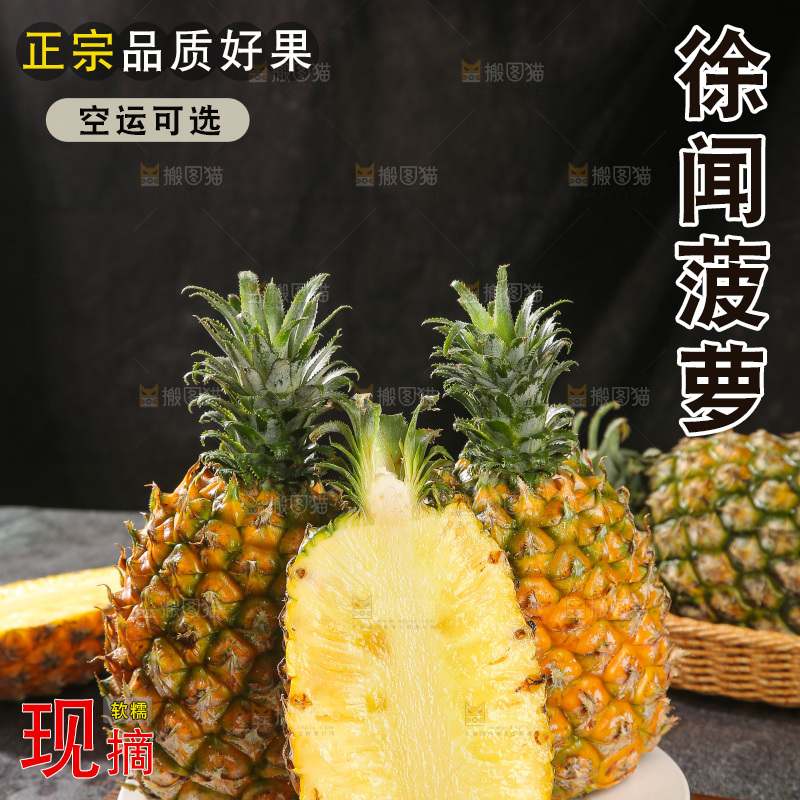 深底上的徐闻菠萝