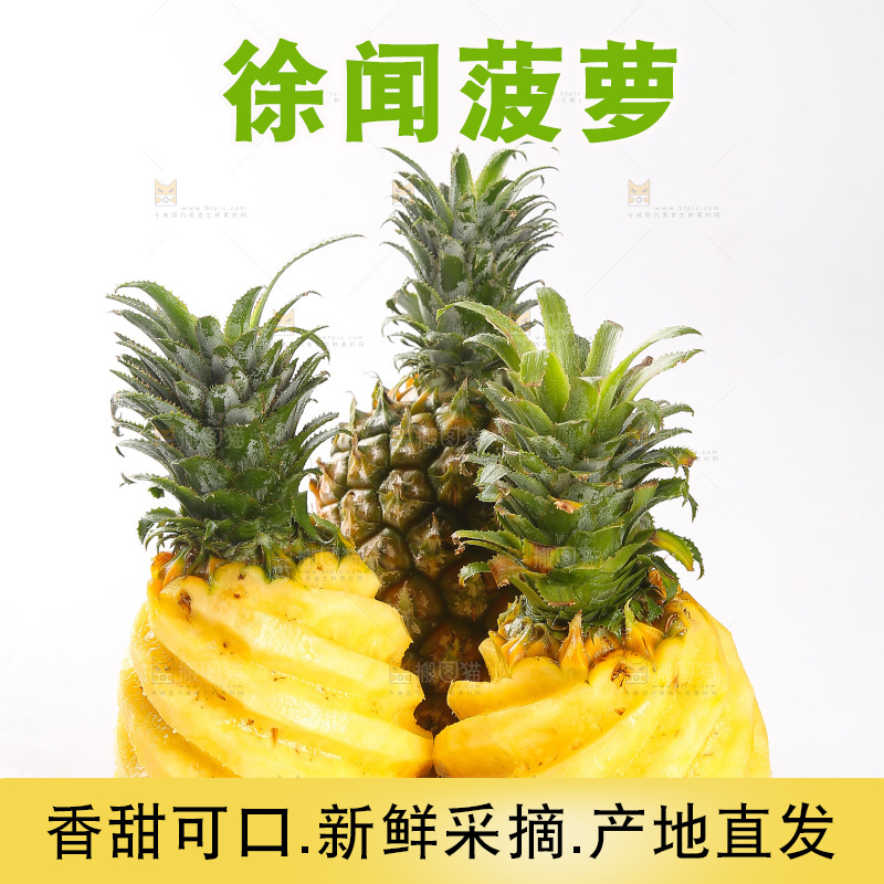 白底上的徐闻菠萝