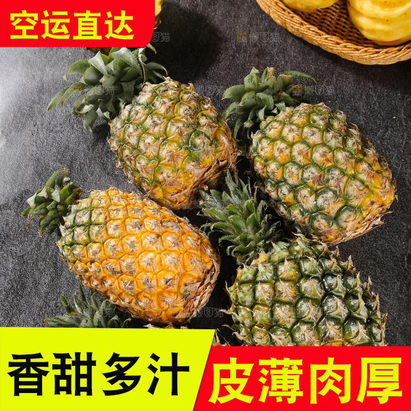 深底上的徐闻菠萝