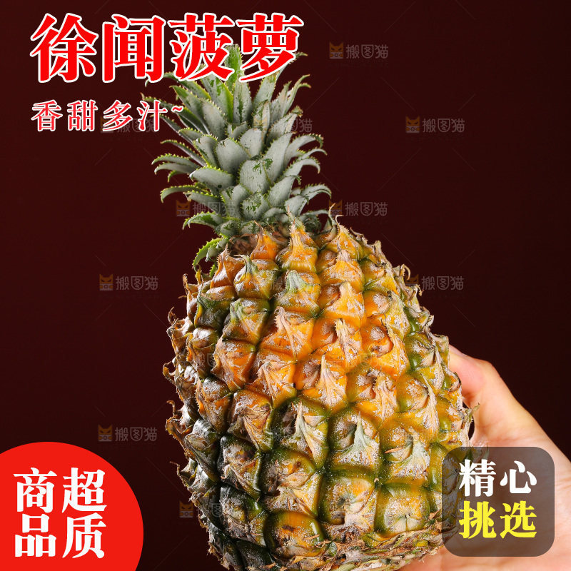深底上的徐闻菠萝