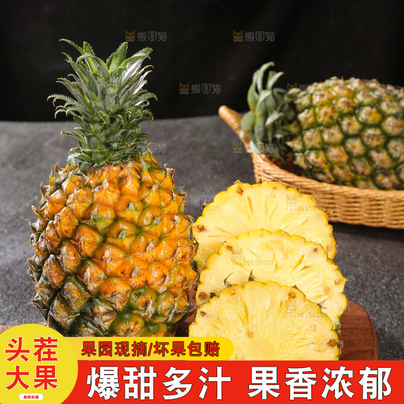 深底上的徐闻菠萝