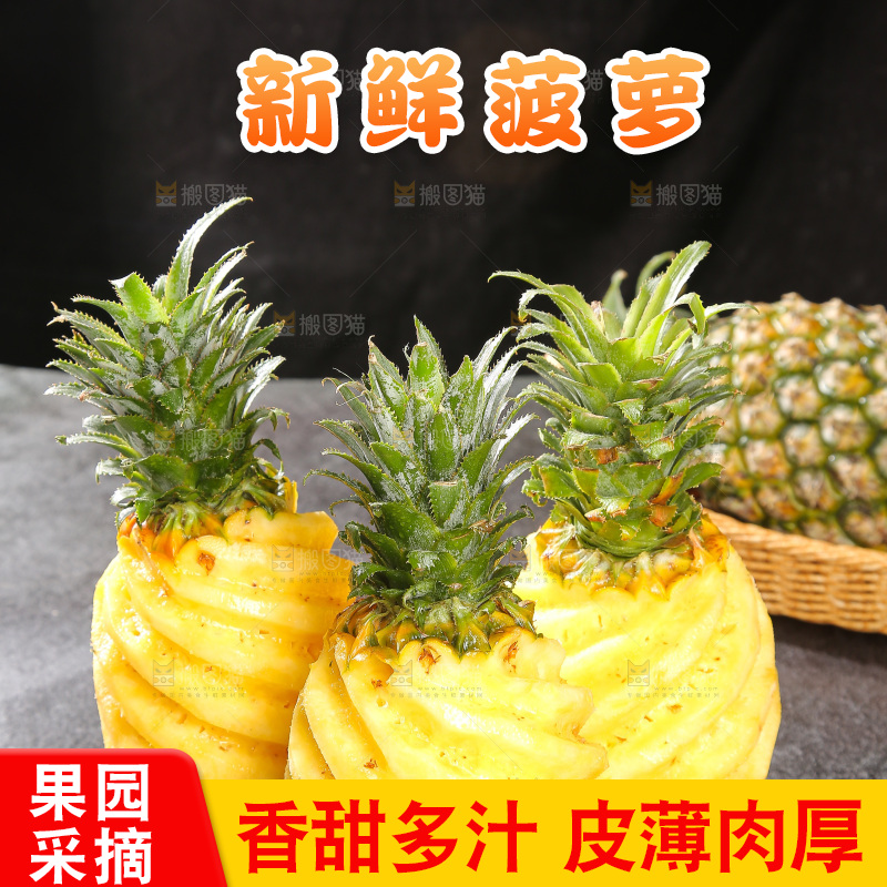 深底上的徐闻菠萝