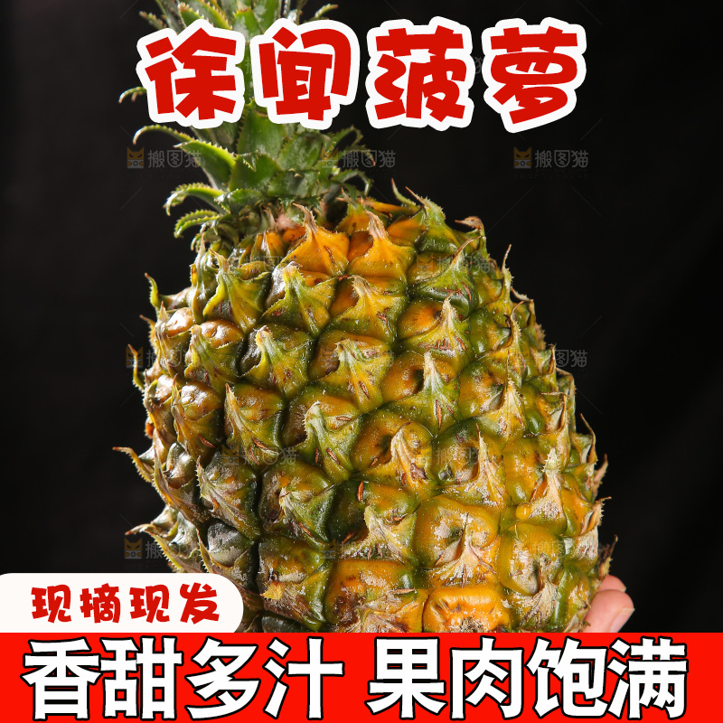 深底上的徐闻菠萝
