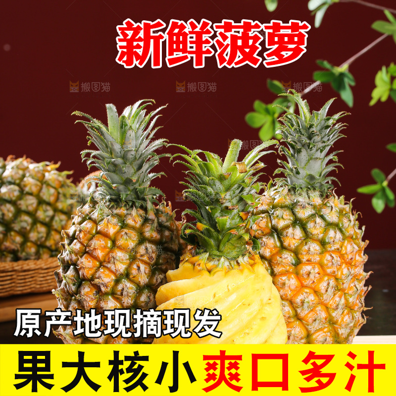 深底上的徐闻菠萝