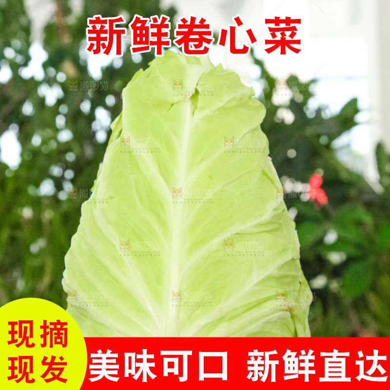 木底上的卷心菜