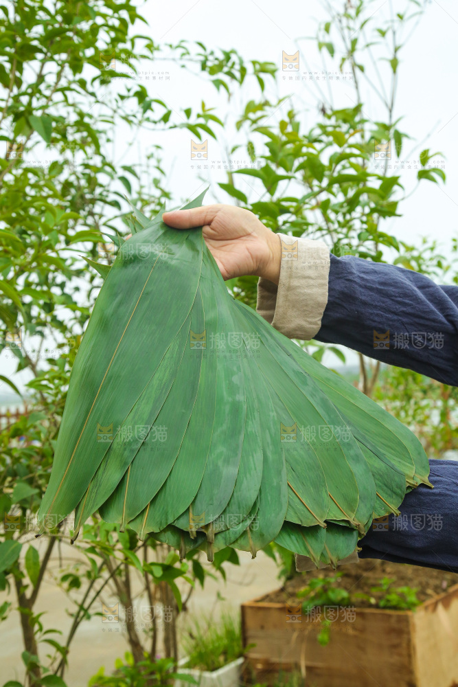 手里拿着新鲜粽叶