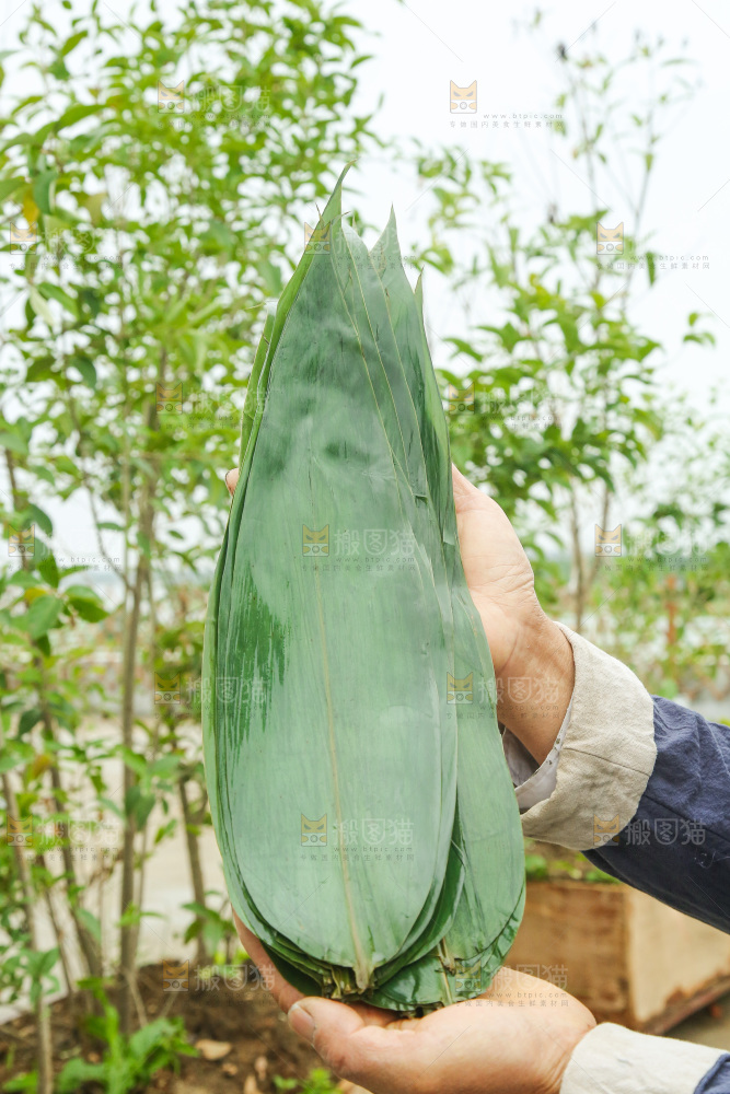 手里拿着新鲜粽叶
