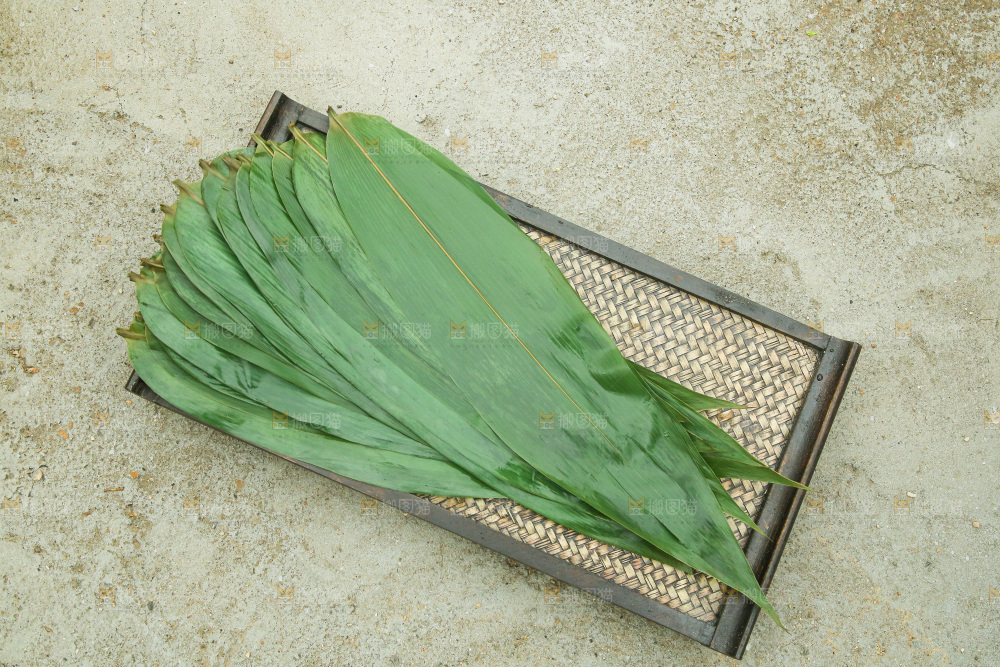 手里拿着新鲜粽叶