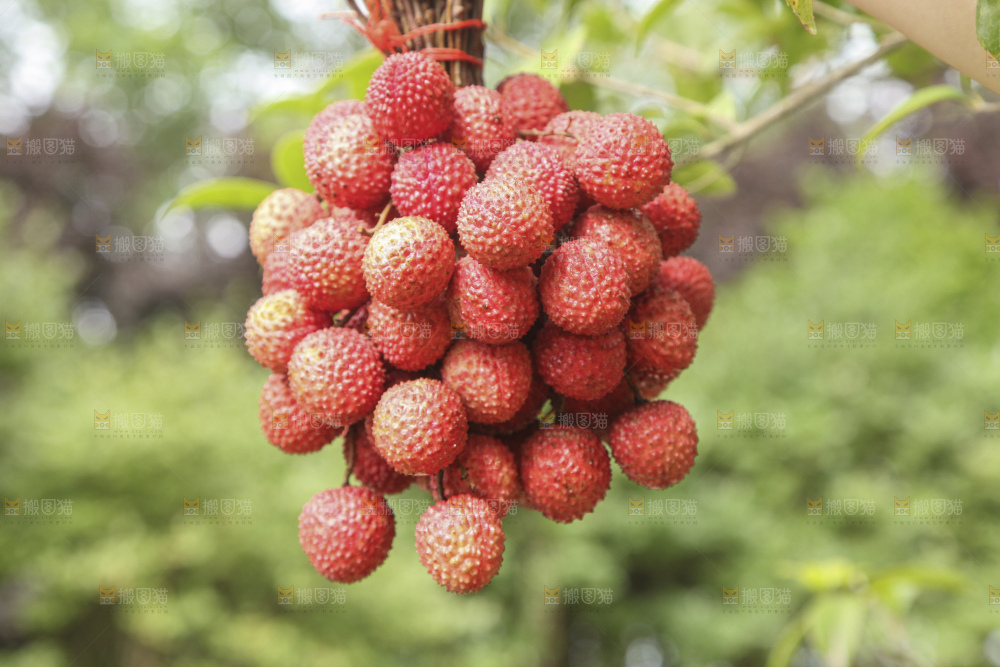 手里拿着桂味荔枝