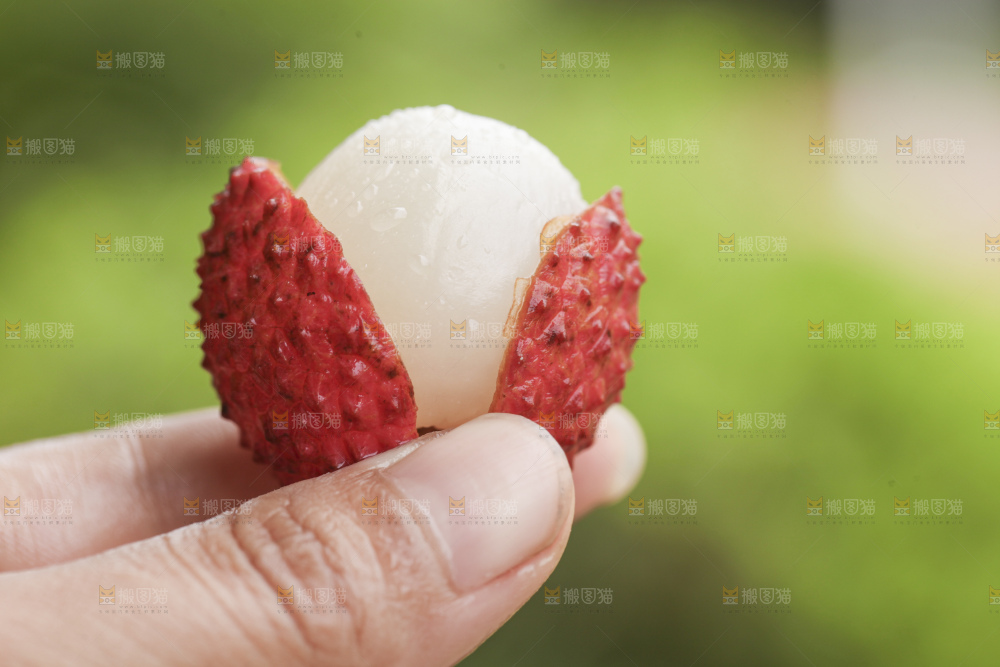 手里拿着桂味荔枝