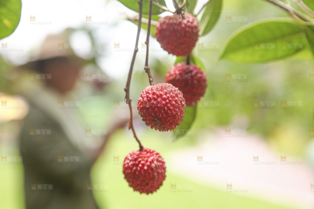 手里拿着桂味荔枝
