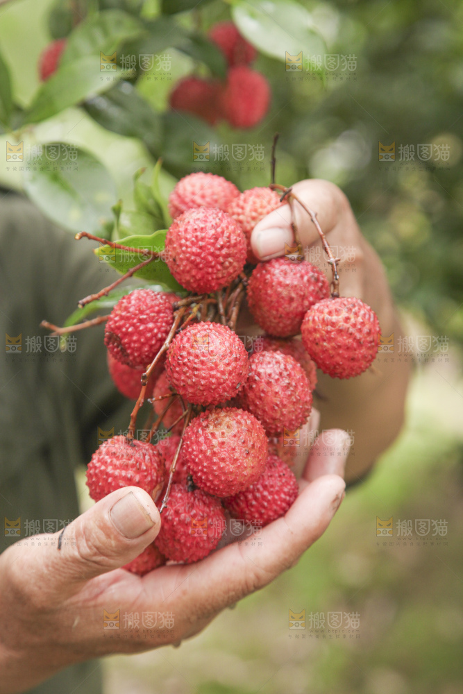 手里拿着桂味荔枝