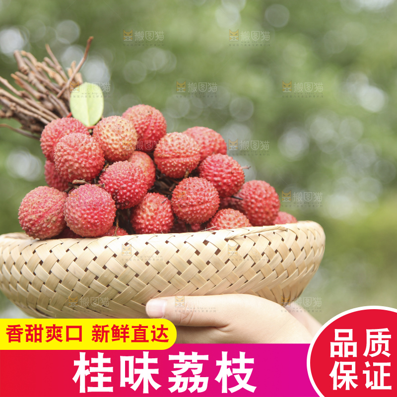 手里拿着桂味荔枝
