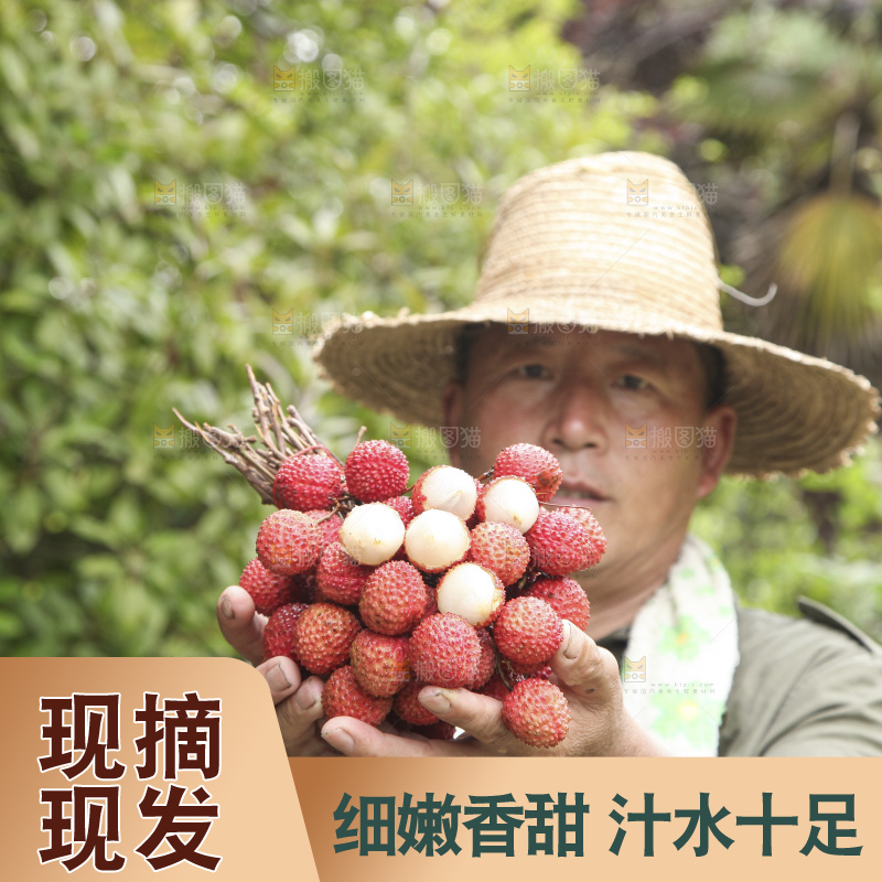 手里拿着桂味荔枝