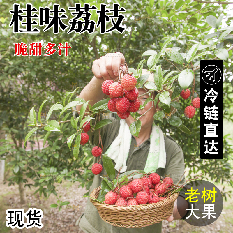 手里拿着桂味荔枝