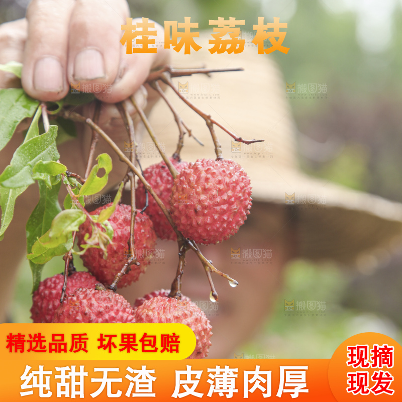 手里拿着桂味荔枝
