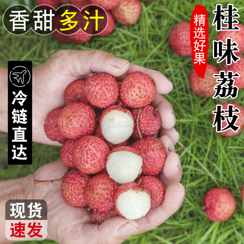 手里拿着桂味荔枝