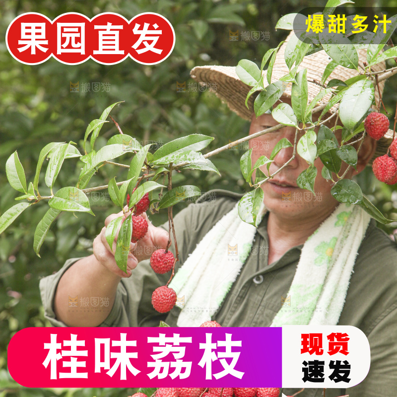 手里拿着桂味荔枝