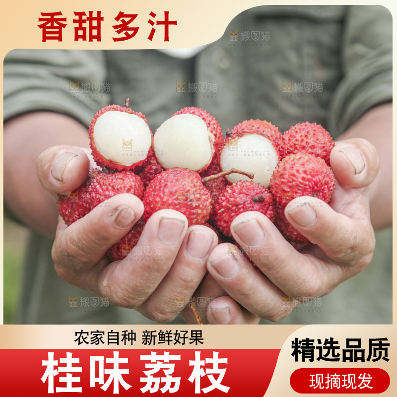 手里拿着桂味荔枝