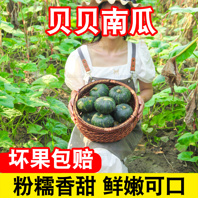 手里拿着贝贝南瓜