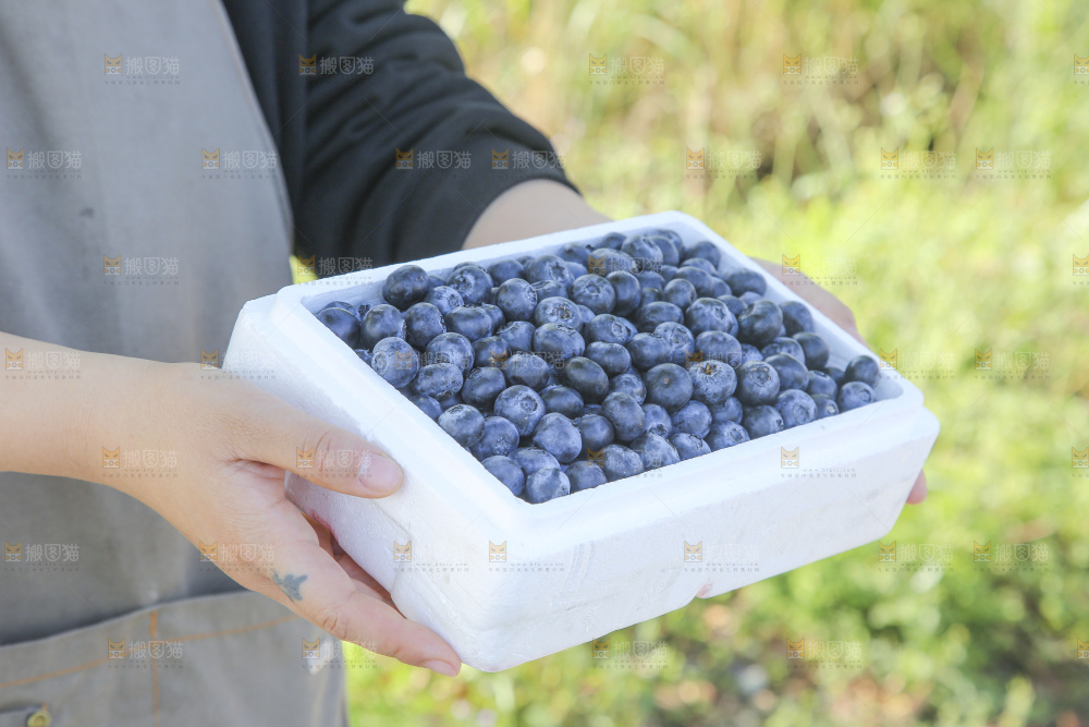 手里拿着蓝莓鲜果