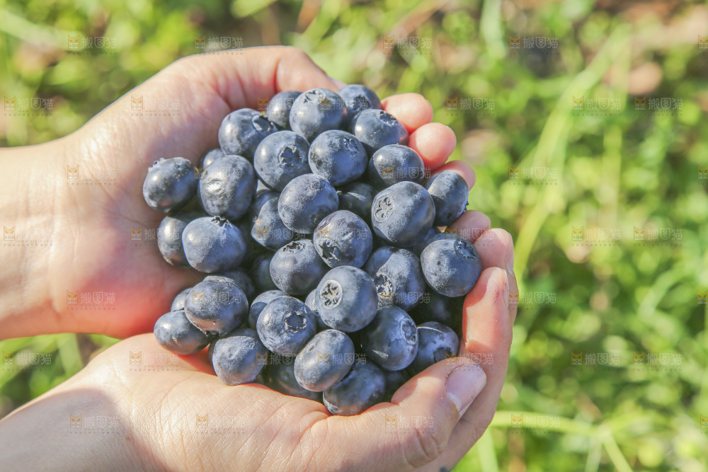 手里拿着蓝莓鲜果