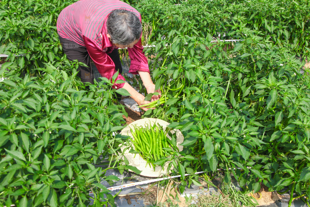 手里拿着现摘线椒