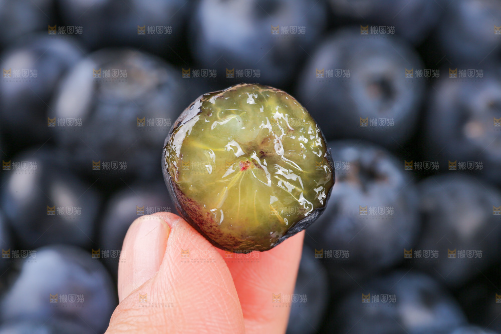 浅底上的怡颗莓