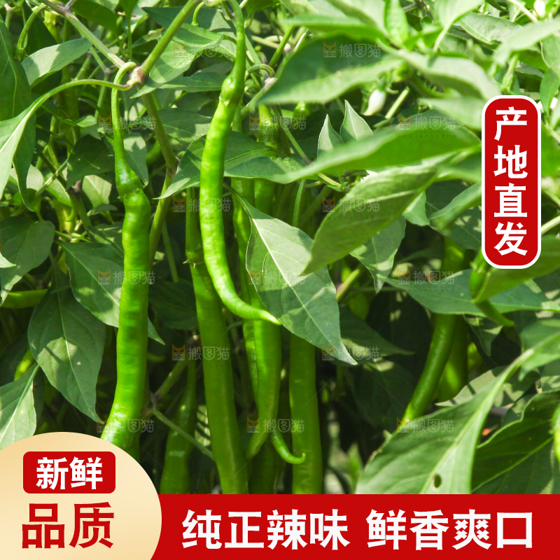 手里拿着现摘线椒