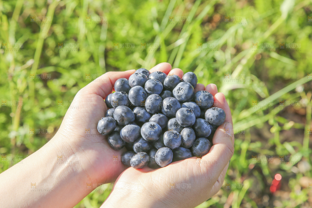 手里拿着蓝莓鲜果