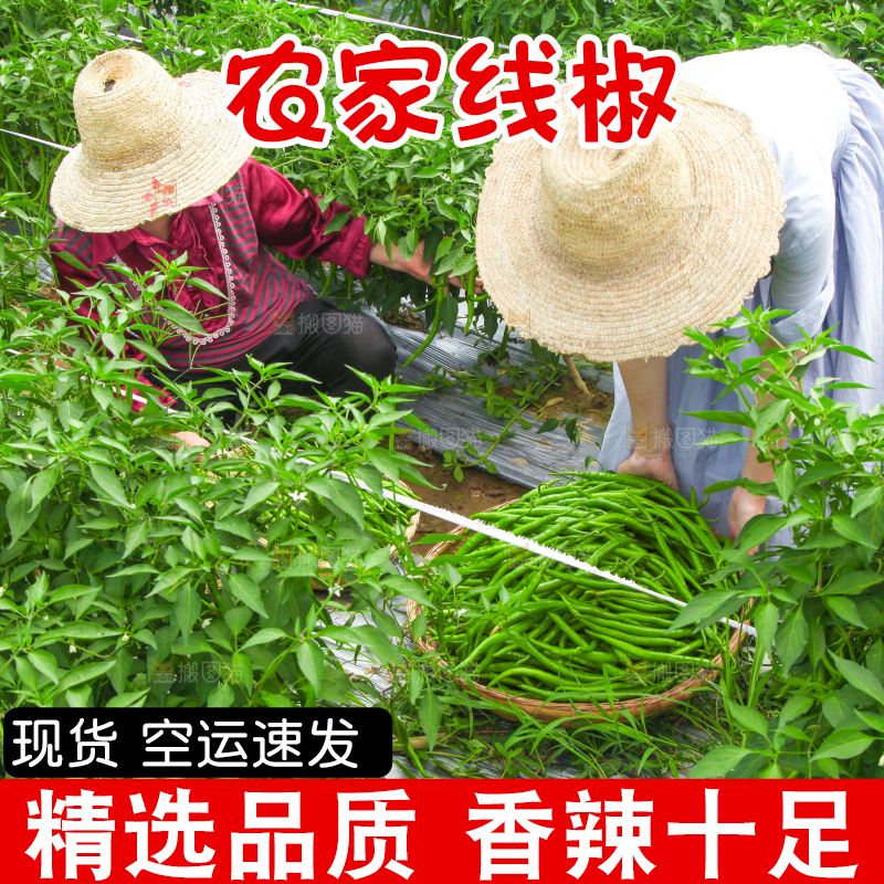 手里拿着现摘线椒