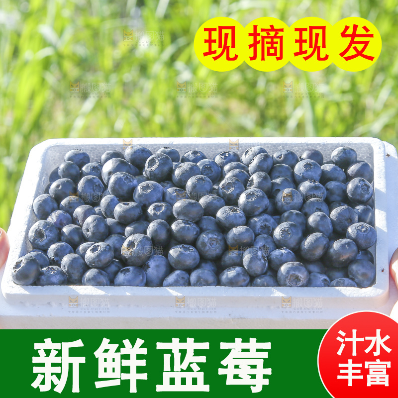 手里拿着蓝莓鲜果
