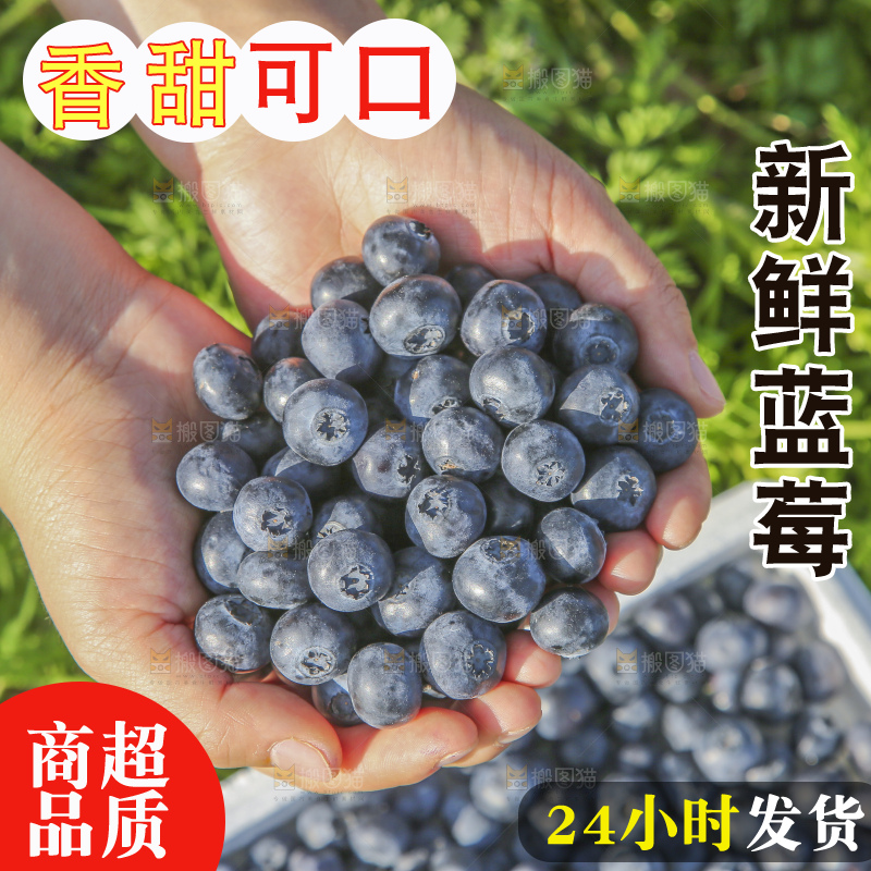 手里拿着蓝莓鲜果