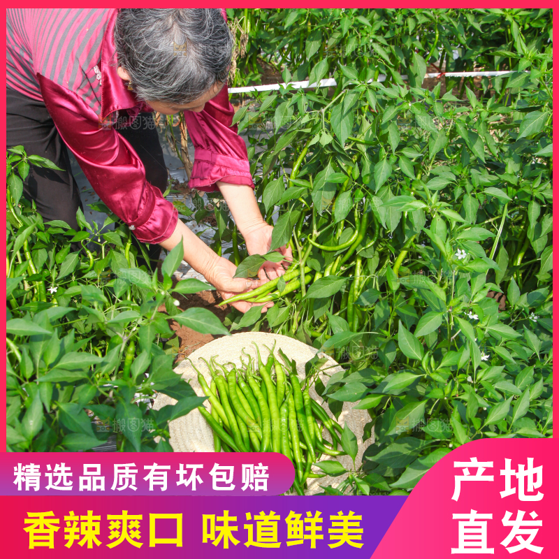 手里拿着现摘线椒