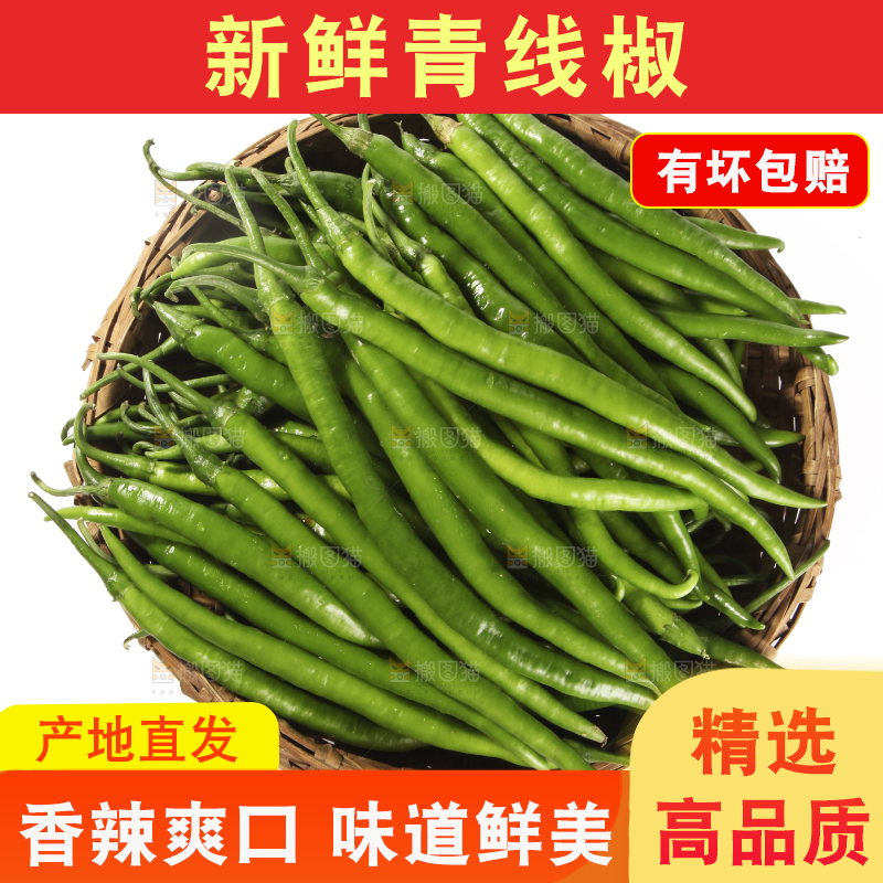 白底上的新鲜线椒