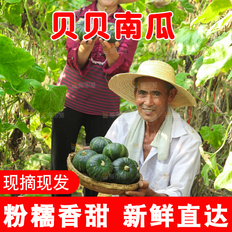 手里拿着贝贝南瓜