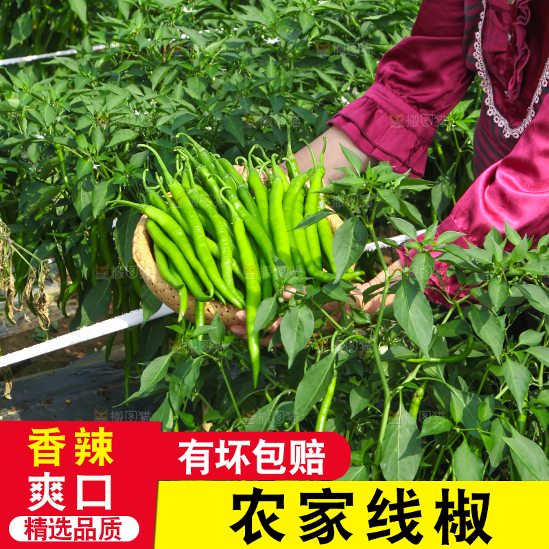 手里拿着现摘线椒