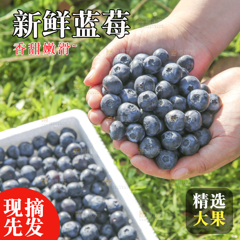 手里拿着蓝莓鲜果