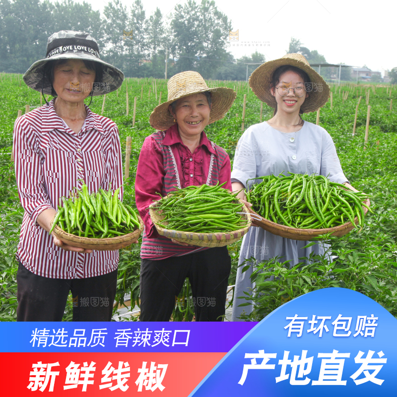 手里拿着现摘线椒