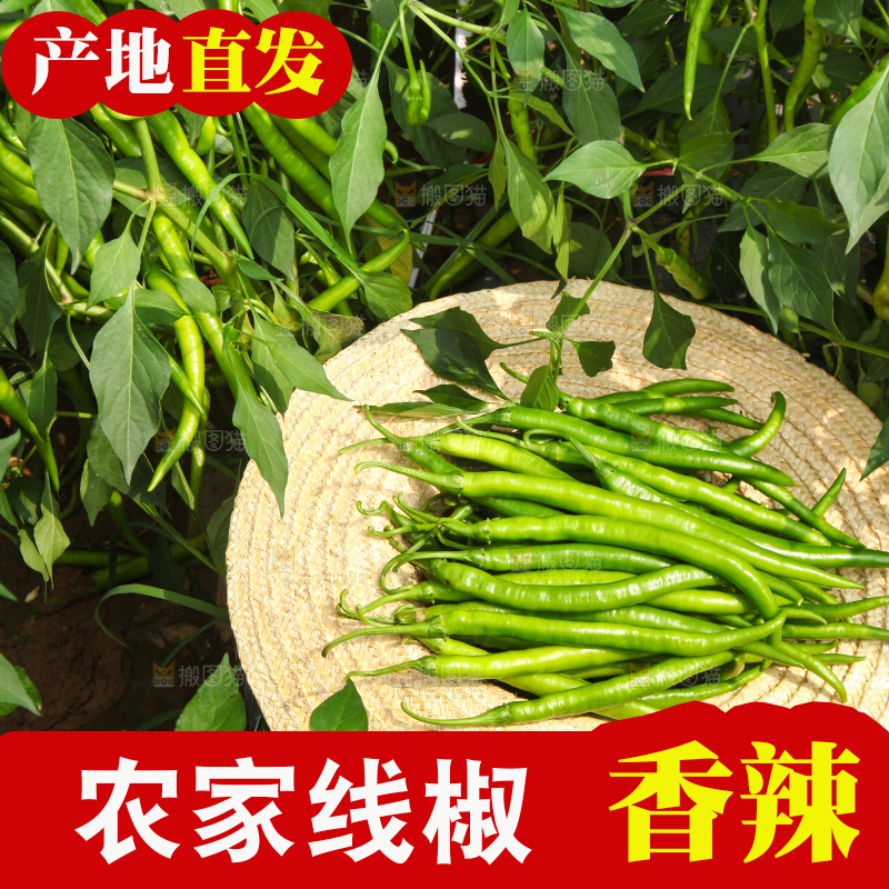 手里拿着现摘线椒