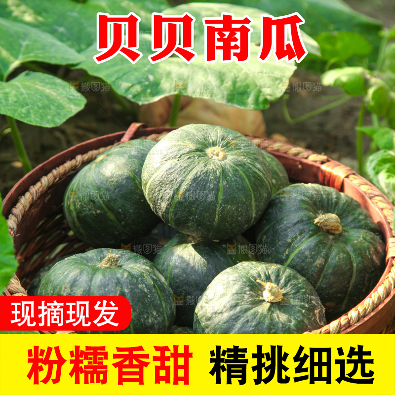 手里拿着贝贝南瓜