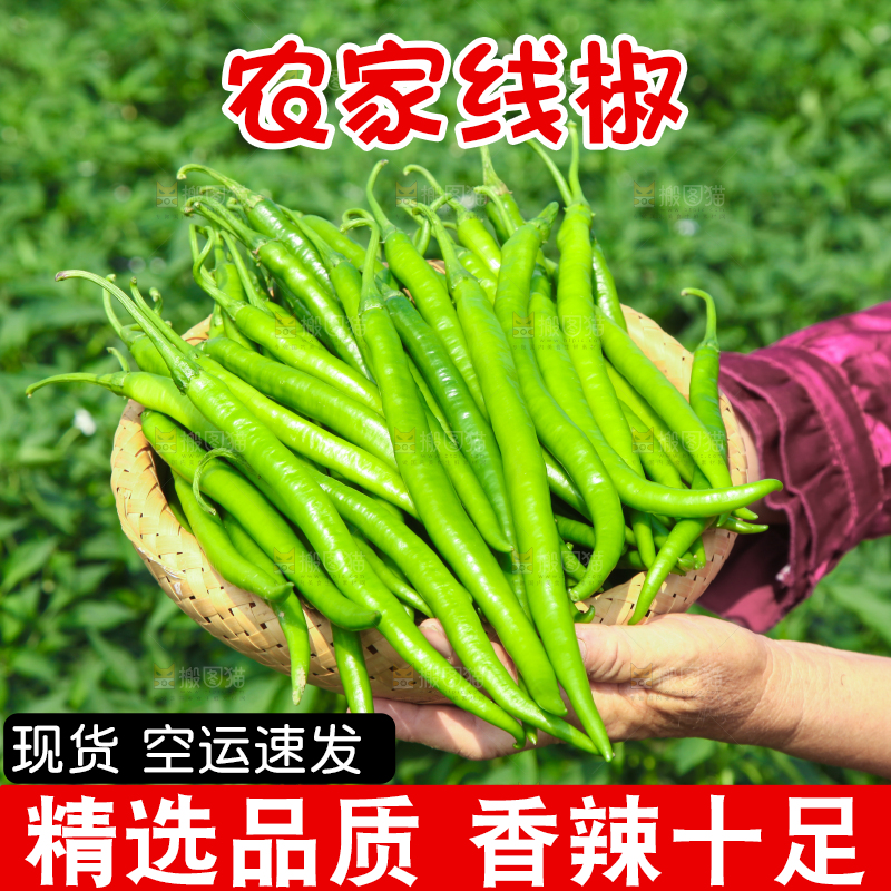 手里拿着现摘线椒